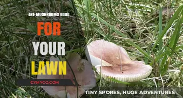 Mushrooms on Your Lawn: Beneficial or Harmful?