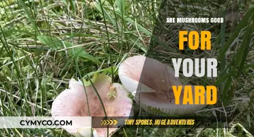 Mushrooms in Your Yard: Beneficial or Harmful?