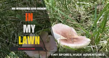 Mushrooms in Your Lawn: A Guide to Safe and Beneficial Growth