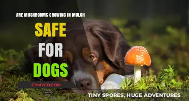 Mushrooms in Mulch: A Safety Guide for Dog Owners