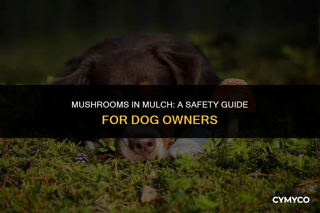 are mushrooms growing in mulch safe for dogs