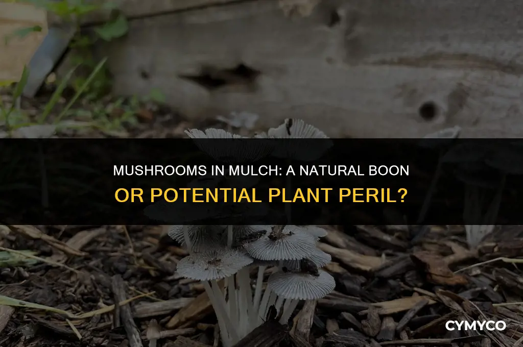 are mushrooms growing in mulch safe for plants