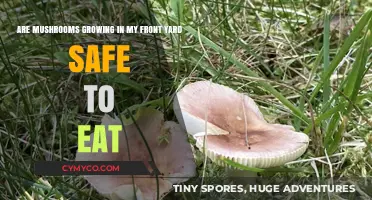 Exploring Edibility: Are Mushrooms in Your Front Yard Safe to Eat?