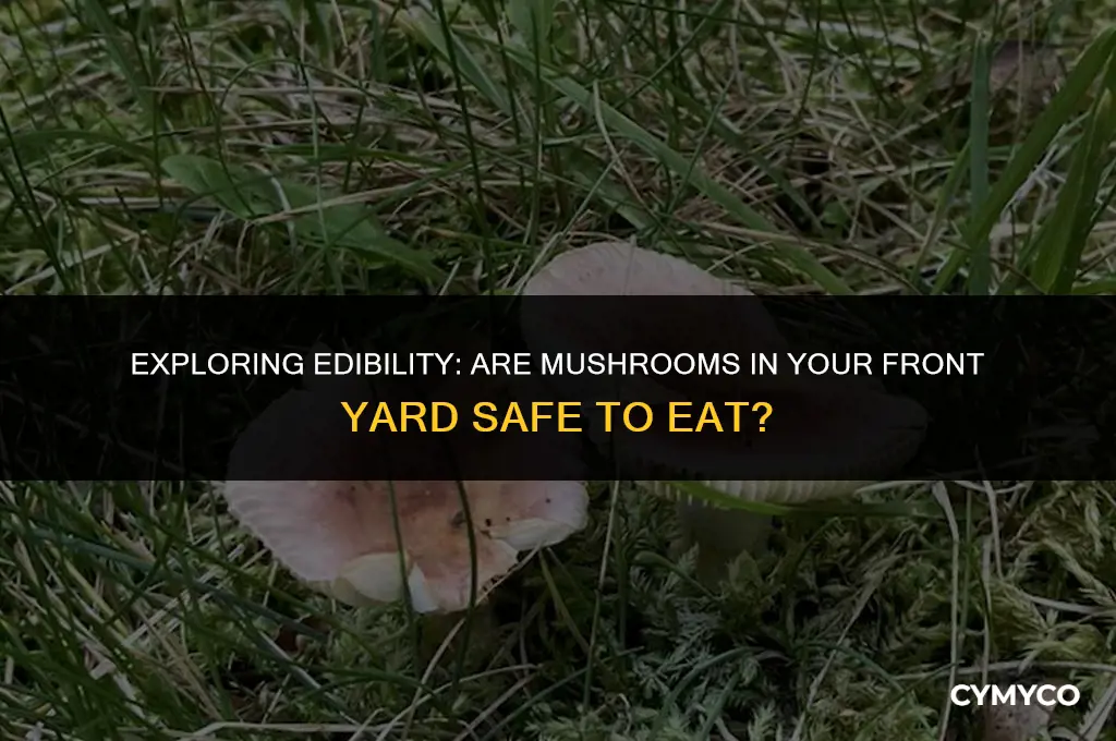 are mushrooms growing in my front yard safe to eat