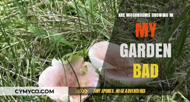 Are Mushrooms in Your Garden a Blessing or a Curse?