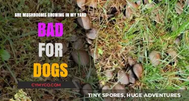 Mushrooms in Your Yard: A Potential Peril for Your Pooch