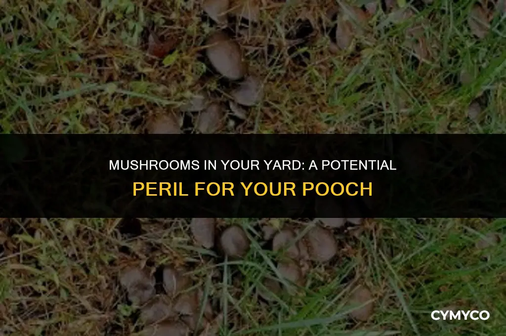 are mushrooms growing in my yard bad for dogs