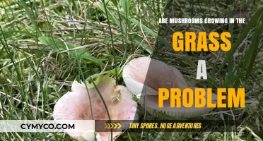 Mushrooms in Lawns: A Problem or a Natural Blessing?