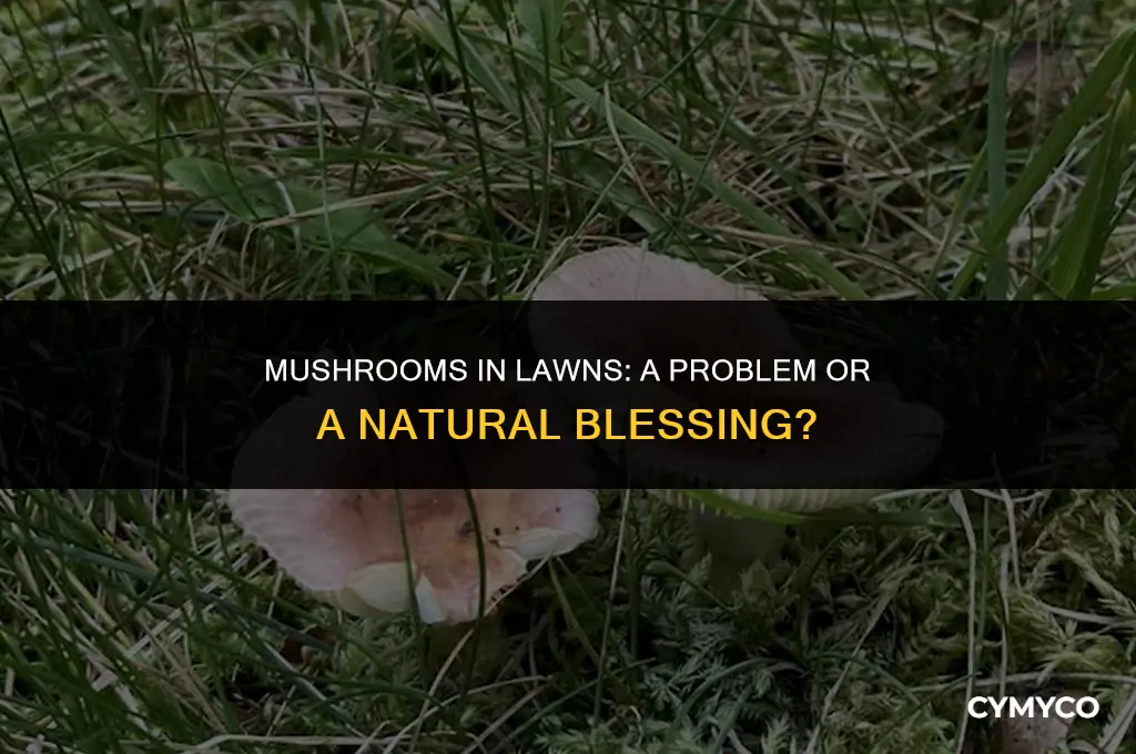 are mushrooms growing in the grass a problem