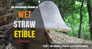 Exploring Edibility: Mushrooms Thriving in Damp Straw