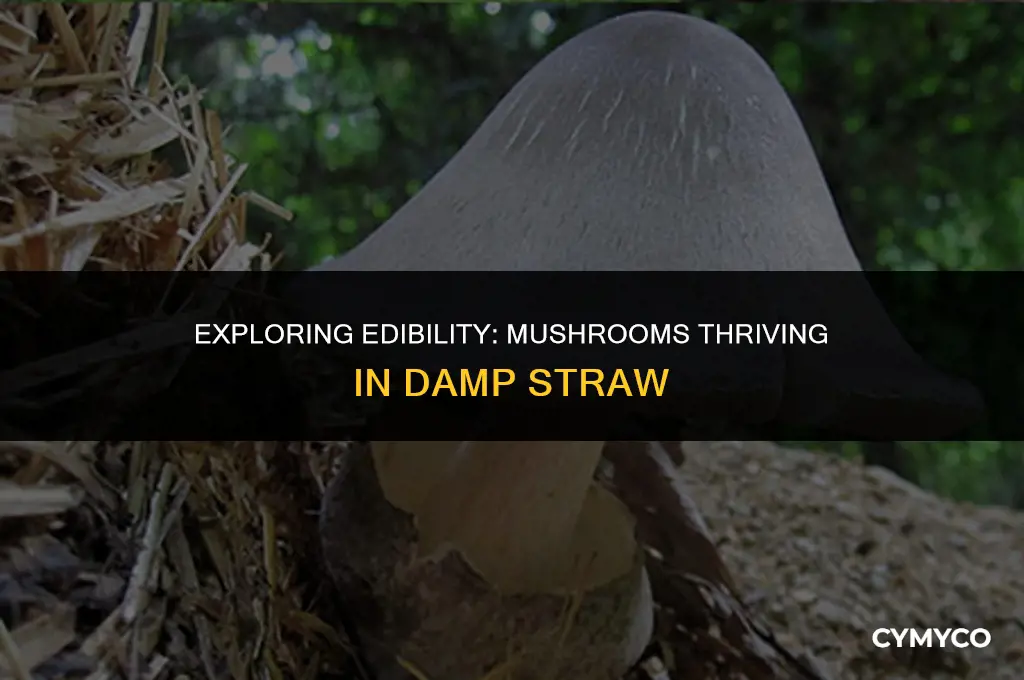 are mushrooms growing in wet straw etible