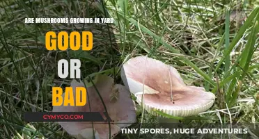 Mushrooms in Your Yard: A Mycological Mystery Unveiled