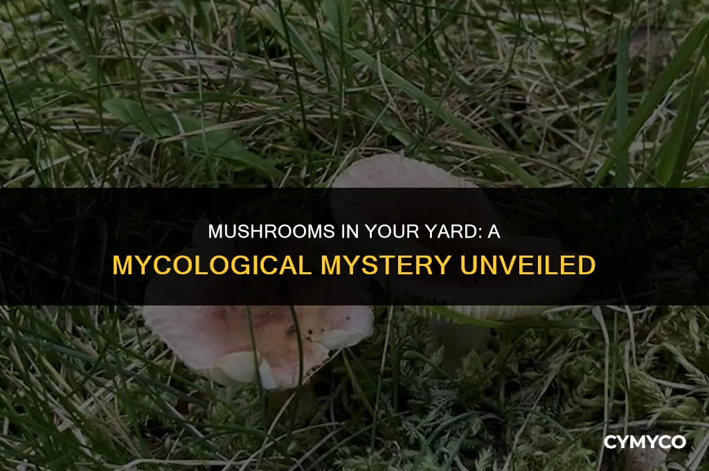 are mushrooms growing in yard good or bad