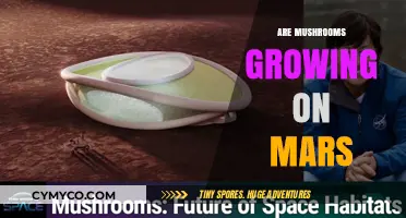 Exploring the Possibility: Mushrooms on Mars?