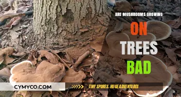 Are Mushrooms Growing on Trees Harmful? A Comprehensive Guide