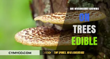 Exploring Edibility: Mushrooms Growing on Trees - A Guide