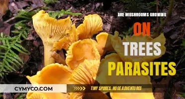 Exploring the Symbiotic Relationship: Mushrooms on Trees