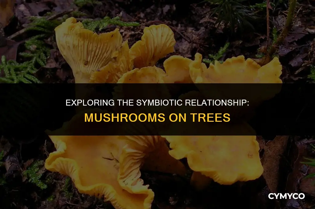 are mushrooms growing on trees parasites