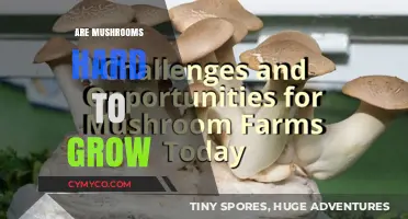 Exploring the Challenges of Cultivating Mushrooms: A Beginner's Guide