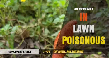 Are Lawn Mushrooms Poisonous? Identifying Safe and Toxic Varieties