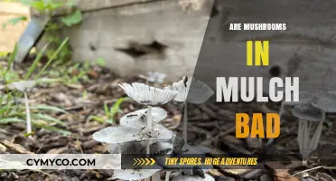 Mulch and Mushrooms: A Guide to Healthy Garden Practices