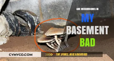 Unveiling the Truth: Are Mushrooms in Your Basement a Concern?