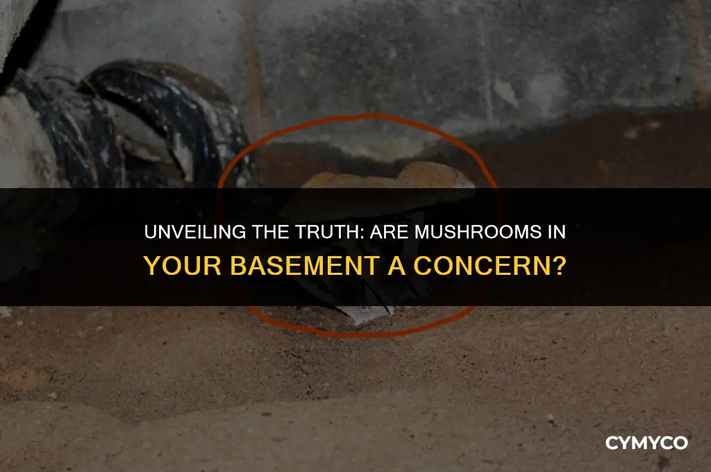 are mushrooms in my basement bad