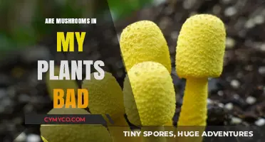 Are Mushrooms in My Plants Bad? A Gardener's Guide to Fungal Invaders