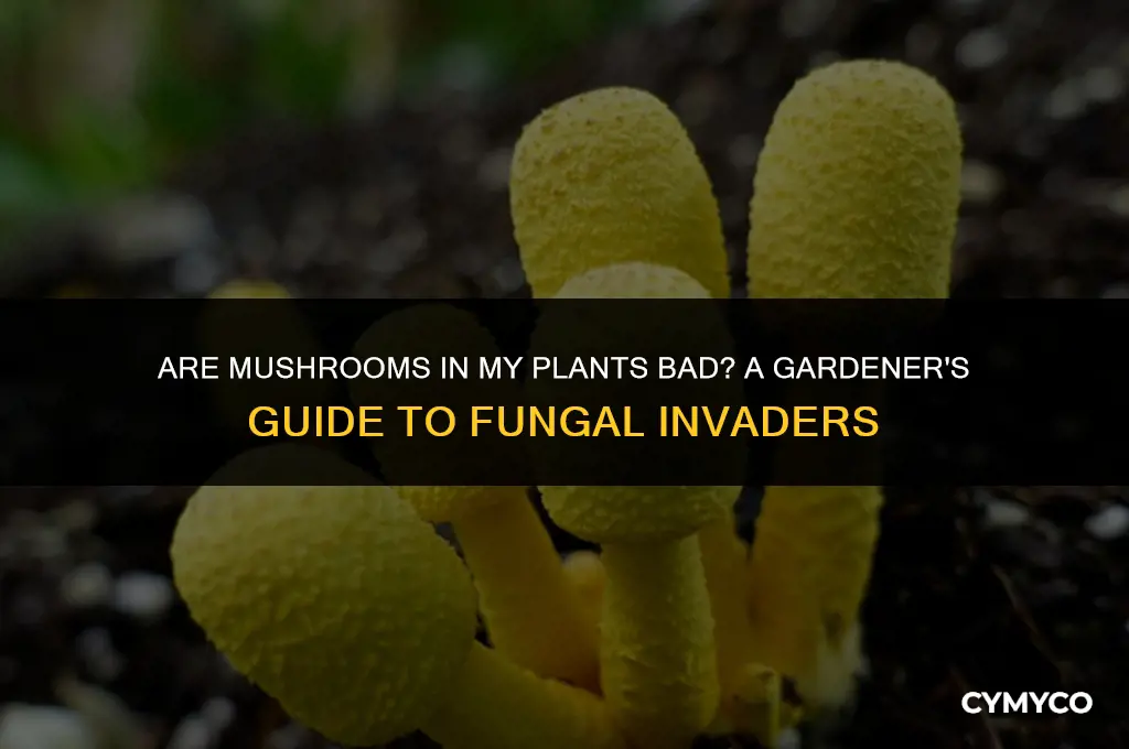 are mushrooms in my plants bad