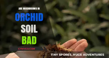 Orchid Care: The Impact of Mushrooms on Soil Health