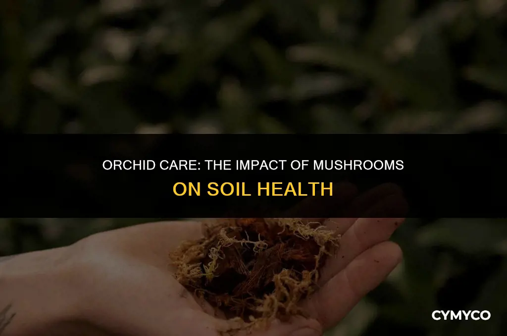 are mushrooms in orchid soil bad