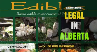 Exploring the Legality of Mushrooms in Alberta: A Comprehensive Guide