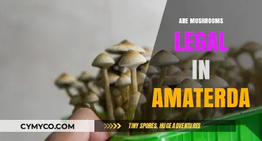 Exploring Amsterdam's Laws: Are Mushrooms Legal in the City?