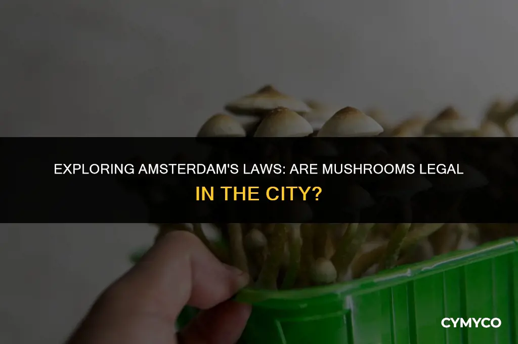 are mushrooms legal in amaterdam