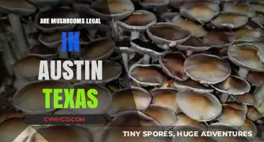 Exploring the Legality of Mushrooms in Austin, Texas: A Comprehensive Guide