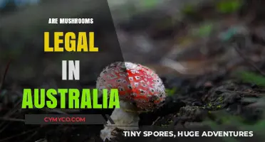 Exploring the Legal Landscape of Mushrooms in Australia