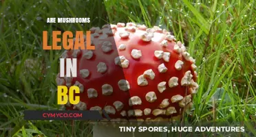 Exploring the Legal Landscape of Mushrooms in British Columbia