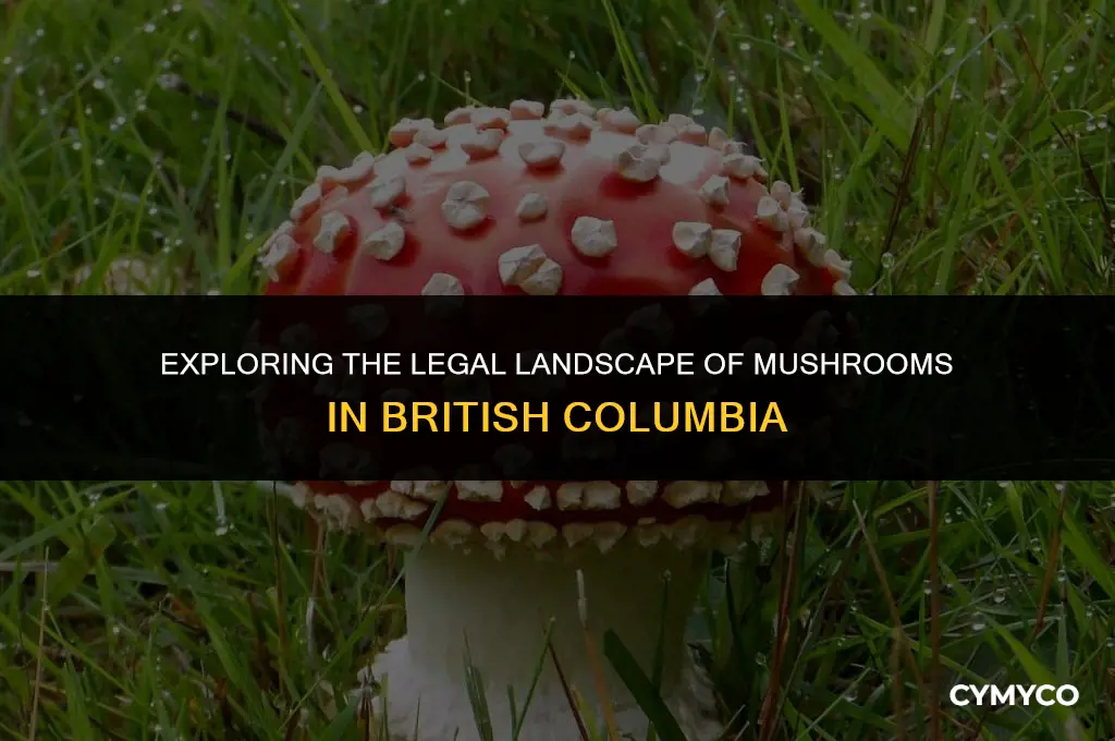 are mushrooms legal in bc