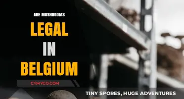 Exploring the Legal Landscape of Mushrooms in Belgium