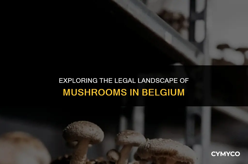 are mushrooms legal in belgium