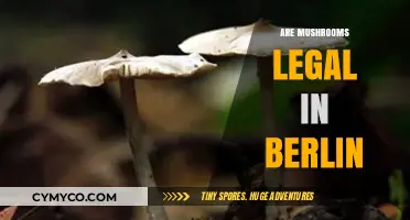 Exploring the Legal Landscape of Mushrooms in Berlin