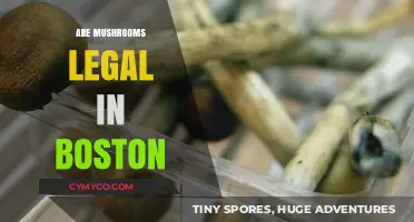 Exploring the Legality of Mushrooms in Boston: A Comprehensive Guide