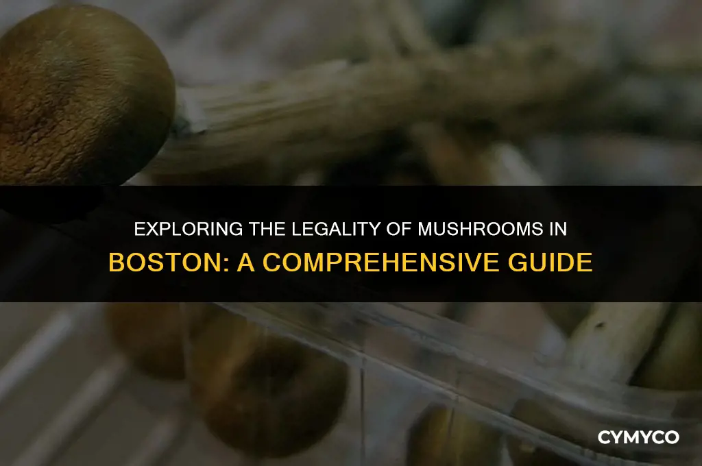 are mushrooms legal in boston