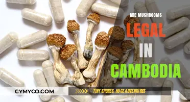 Exploring the Legality of Mushrooms in Cambodia: A Comprehensive Guide