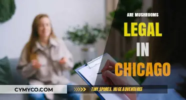Are Mushrooms Legal in Chicago? Exploring Psilocybin Laws and Regulations