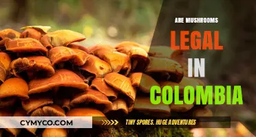 Exploring the Legal Landscape of Mushrooms in Colombia