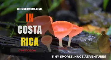 Exploring the Legal Landscape of Mushrooms in Costa Rica