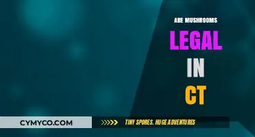 Are Mushrooms Legal in CT? Understanding Connecticut's Psilocybin Laws