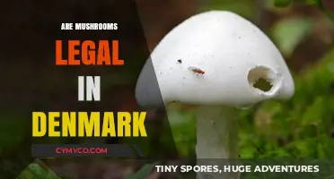 Exploring the Legal Landscape of Mushrooms in Denmark