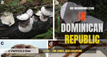 Exploring the Legality of Mushrooms in the Dominican Republic